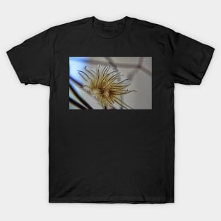 Clematis Seed Head T-Shirt